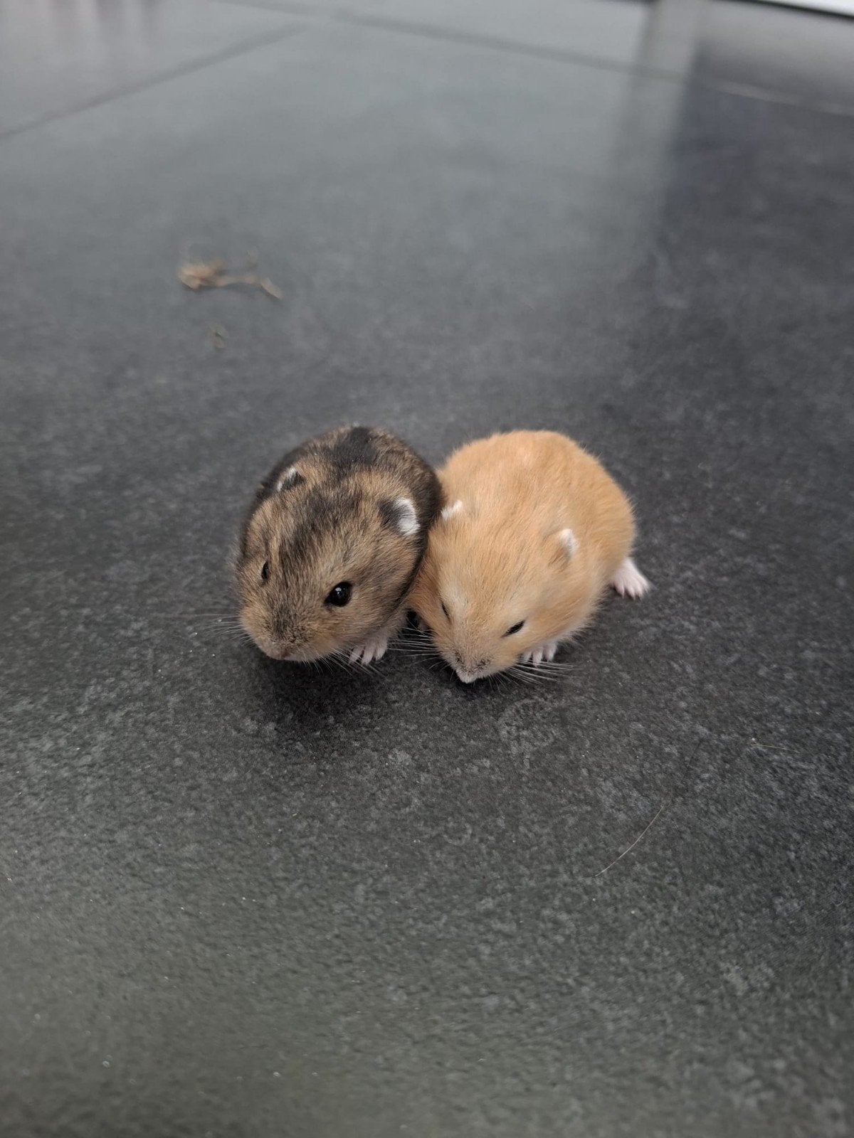 Jonge Russische Dwerghamsters, Animaux & Accessoires, Hamster, Août, Mâle, Domestique