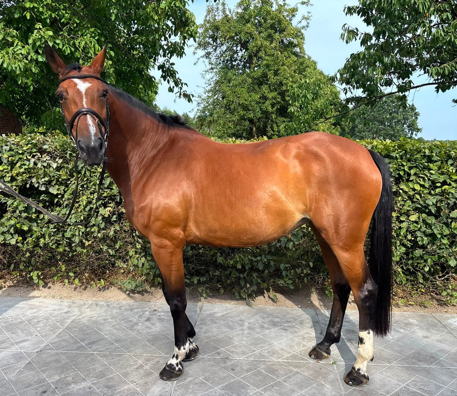 Chique Balou du Rouet merrie , rijpaard/fokmerrie, Animaux & Accessoires, Chevaux, Jument, L, 165 à 170 cm, 11 ans ou plus, Cheval de saut