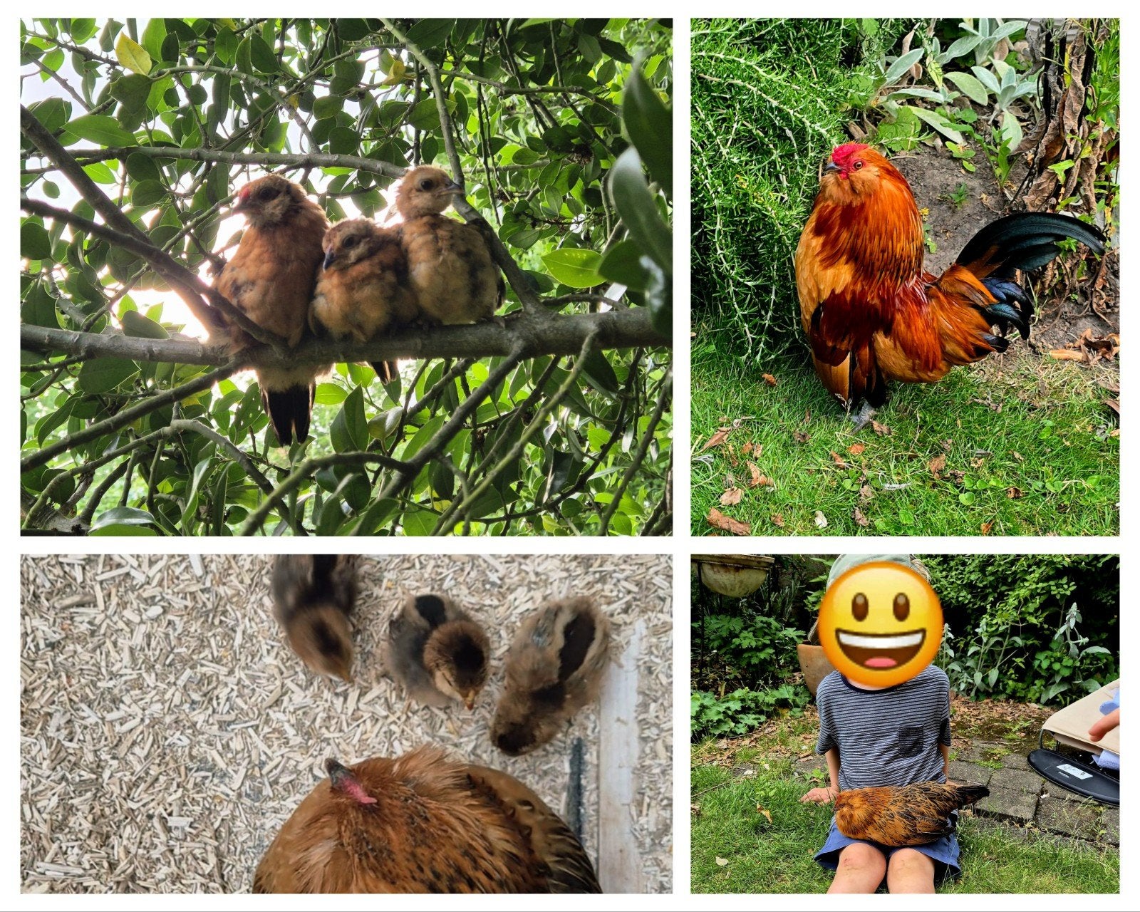 Couple Barbus d'Anvers – sociables, idéal pour enfants, Animaux & Accessoires, Poule ou poulet