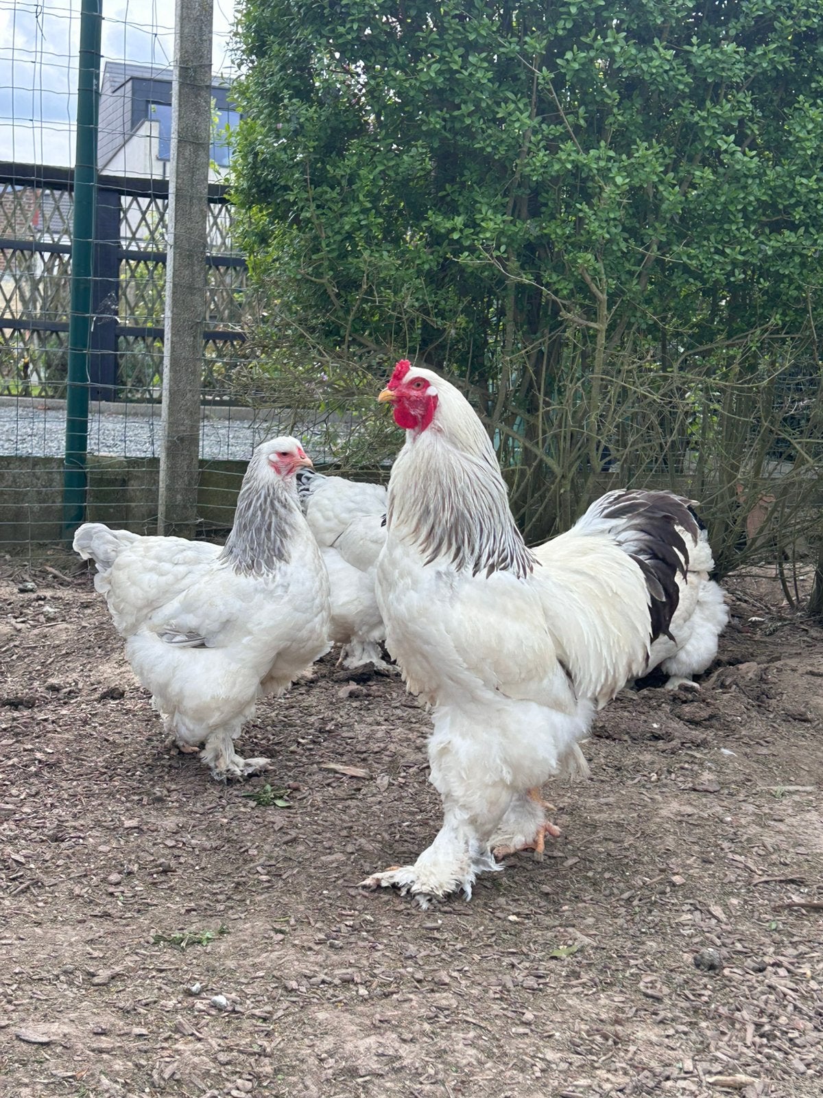 Brahma broedeieren Columbia zwart/blauw, Meerdere dieren, Kip