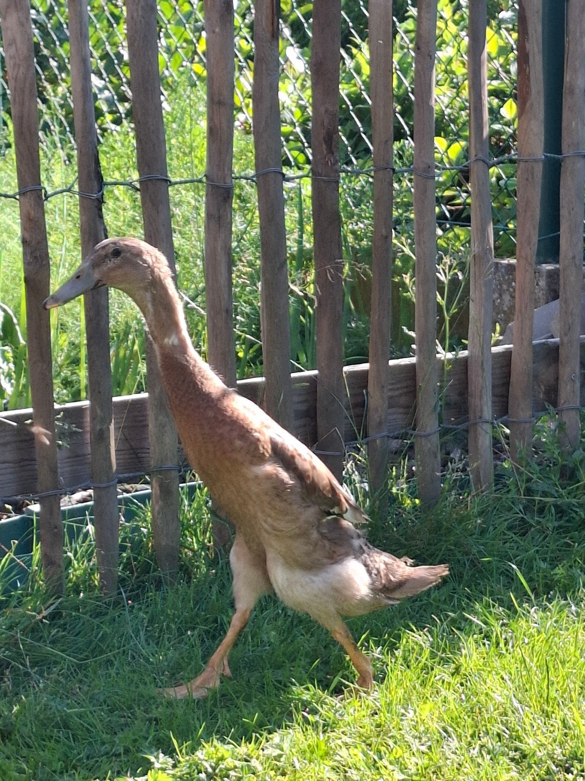Running Duck Word, Mâle, Canard