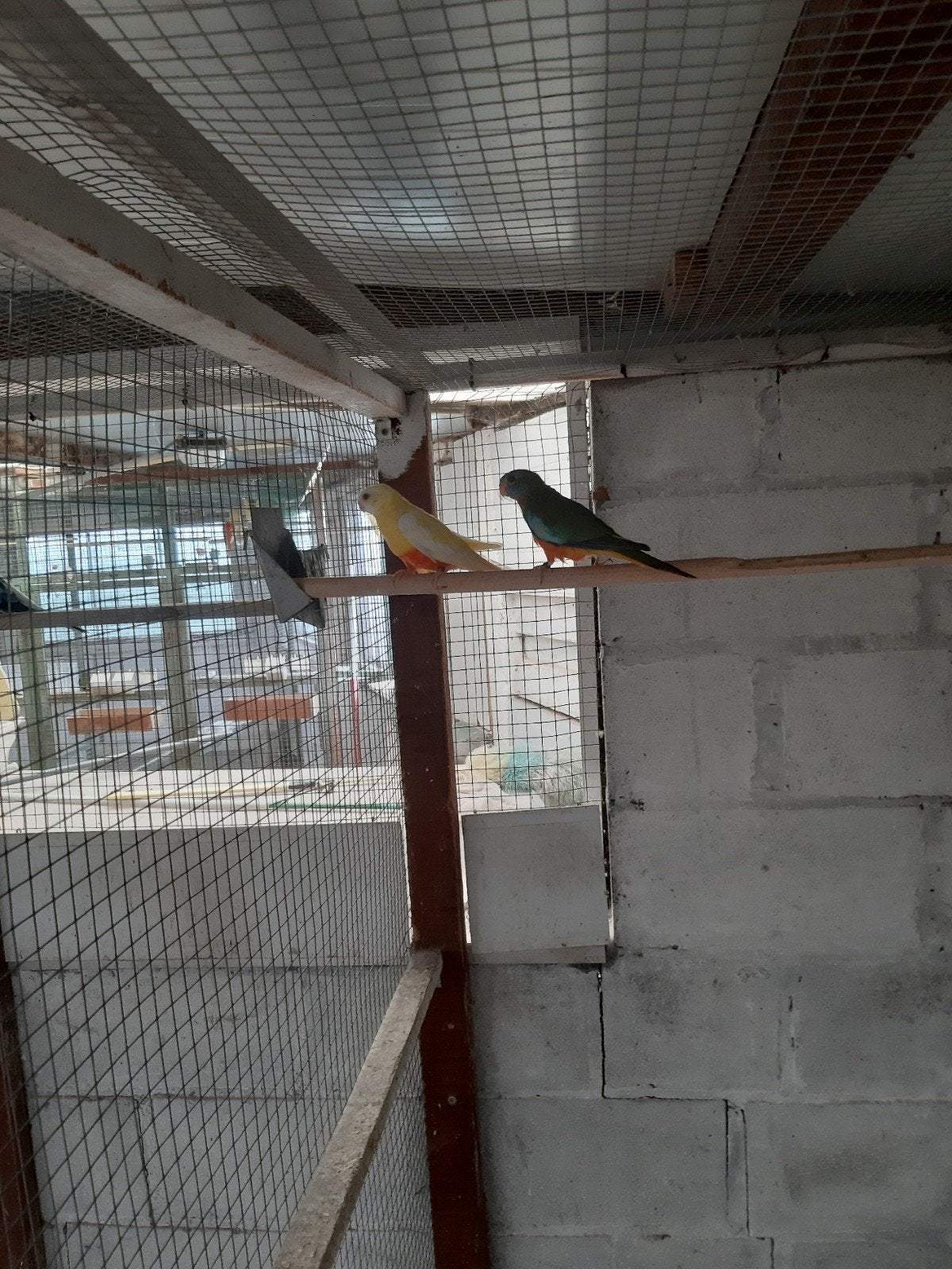 vogels, Dieren en Toebehoren