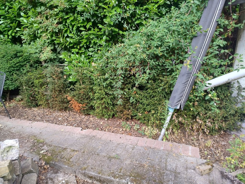 Taxushaag (ca. 2 meter) – Gratis, Jardin & Terrasse, Plantes | Arbustes & Haies, Haie, Taxus, Moins de 100 cm, Enlèvement