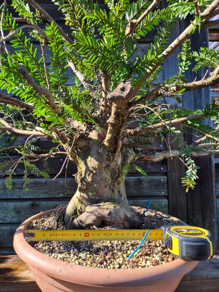 Bonsai - Tuin yamadori, Ophalen