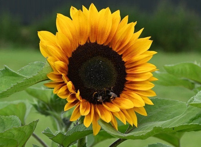 Zonnebloemzaadjes, Tuin en Terras, Bloembollen en Zaden, Ophalen, Voorjaar, Volle zon, Zaad