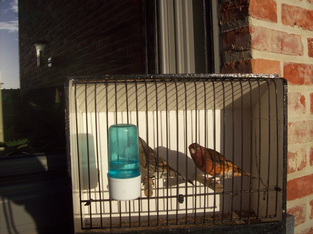 distelvink x kanarie, Mannelijk, Wildzangvogel, Geringd