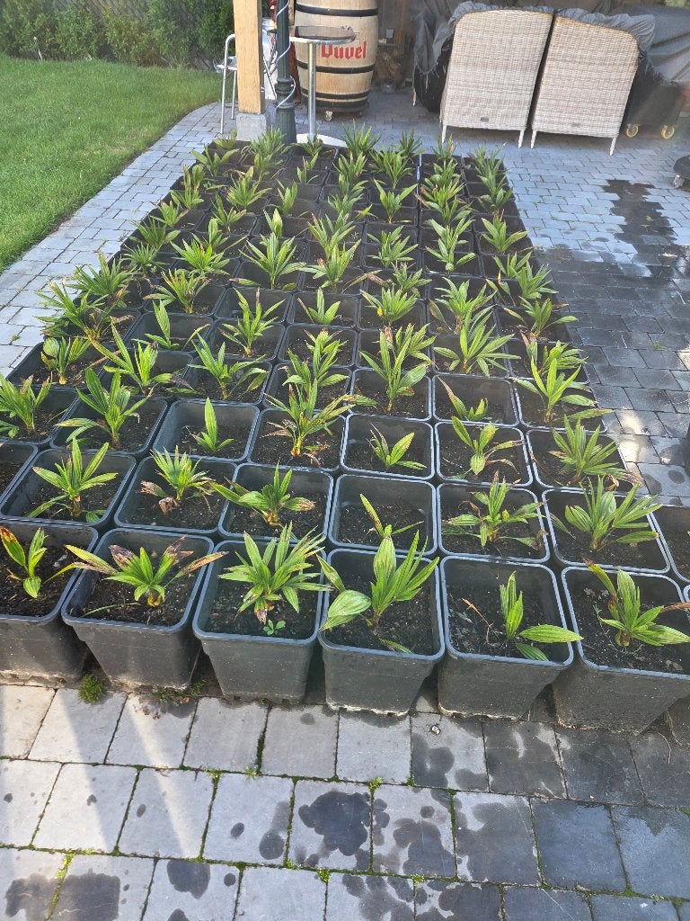 trachycarpus fortunei (palmboom), Tuin en Terras, Planten | Tuinplanten, Ophalen