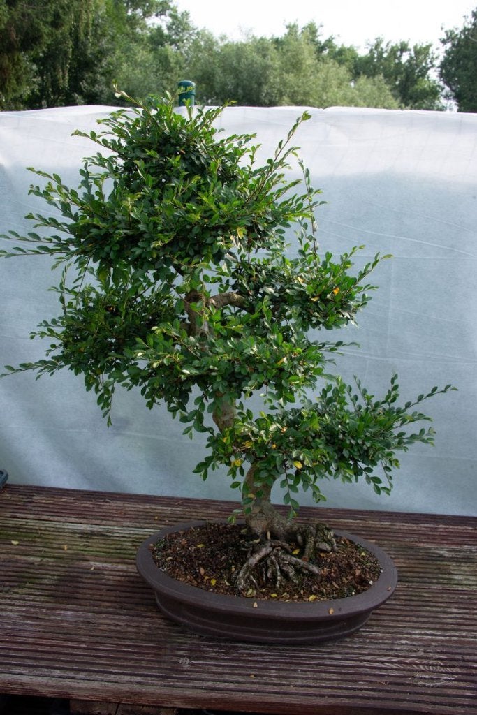 Orme de Chine ulmus pasvifolia, En pot, Autres espèces, Enlèvement, Ombre partielle