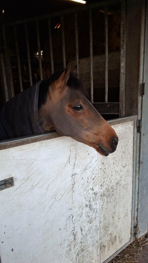 Super brave B-pony met goede stamboom, Dieren en Toebehoren, Pony's, Merrie, B pony (1.17m tot 1.27m), 11 jaar of ouder, Recreatiepony