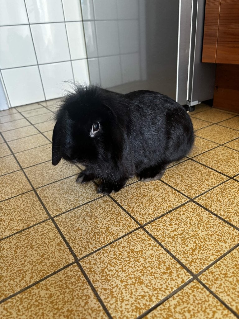Lapin Minilop Male, Mâle, Petit, Oreilles tombantes, 0 à 2 ans