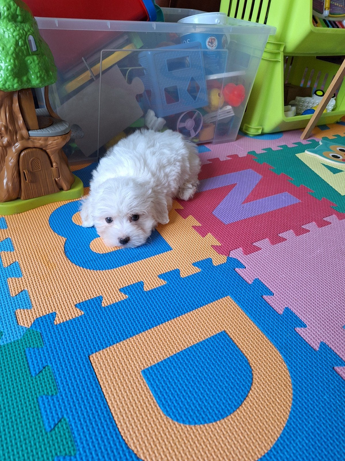 Maltezer pups, Parvo, België, Maltezer, 8 tot 15 weken