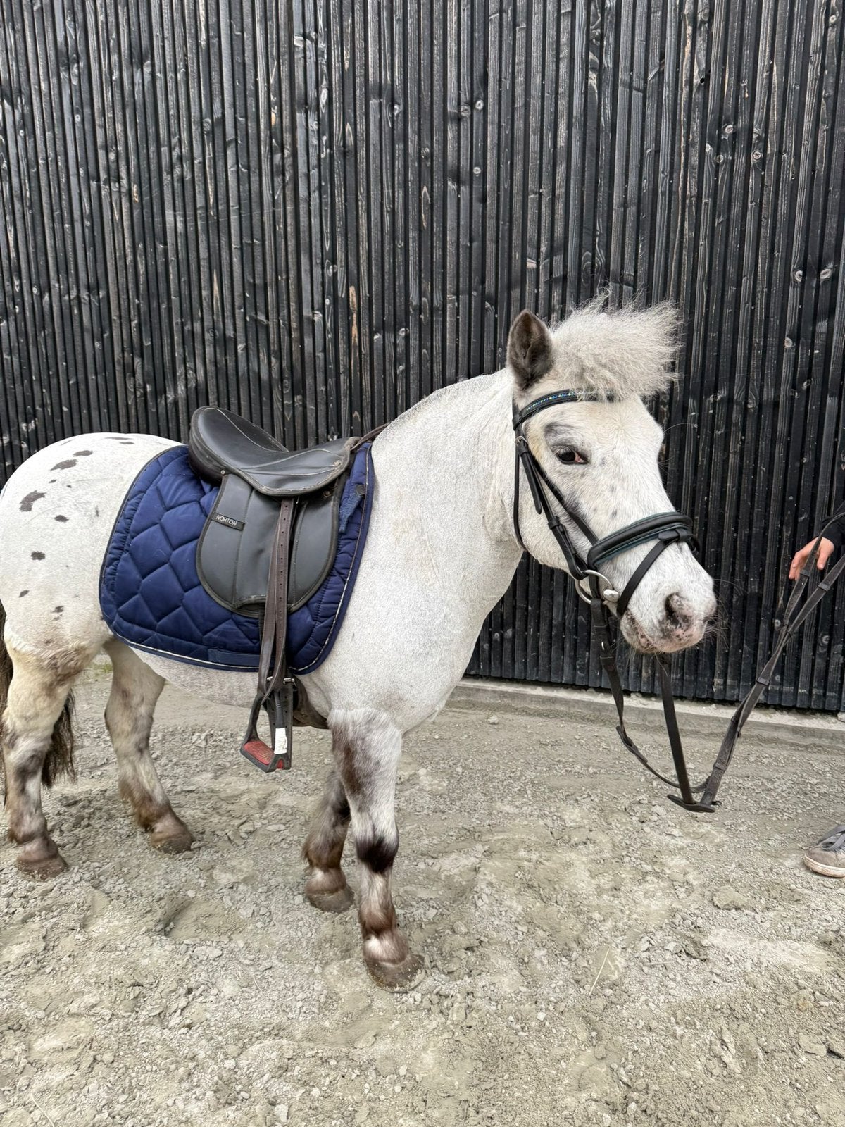Appaloosa shetlander te koop, Animaux & Accessoires, Poneys, 11 ans ou plus, Débourré, Poney de récréation, Avec pedigree
