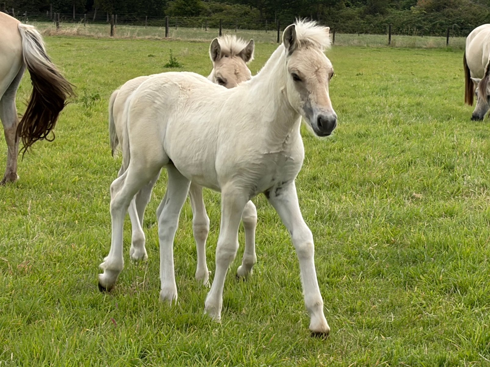 Fjord hengstenveulen, Avec pedigree, Poney de récréation, Étalon, 0 à 2 ans