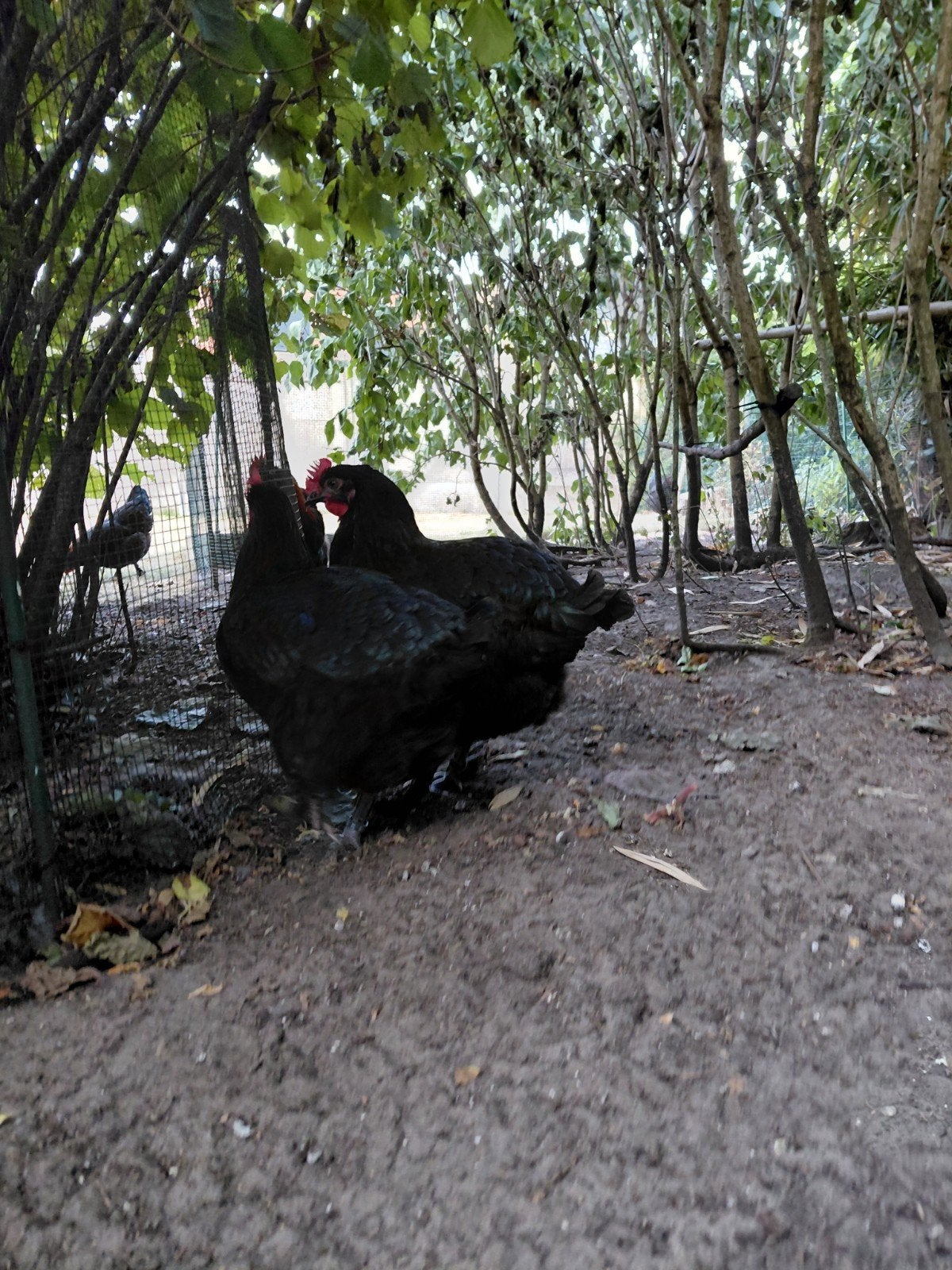 Marans kippen, Dieren en Toebehoren, Vrouwelijk, Kip