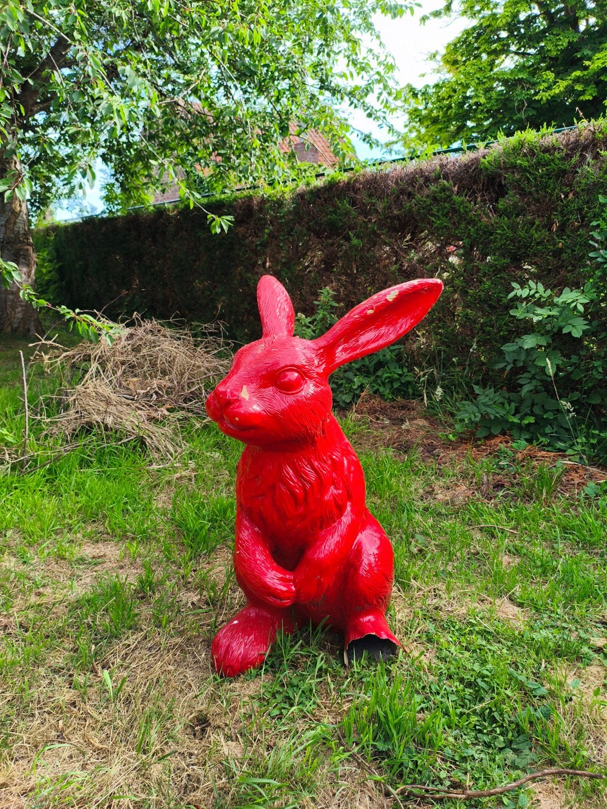 Groot rood konijn, Enlèvement