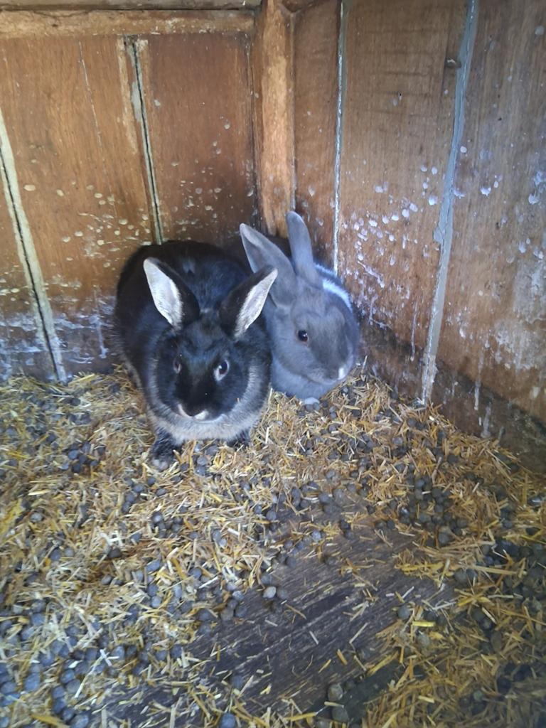 2 lapins nains gratuits, Animaux & Accessoires, Nain