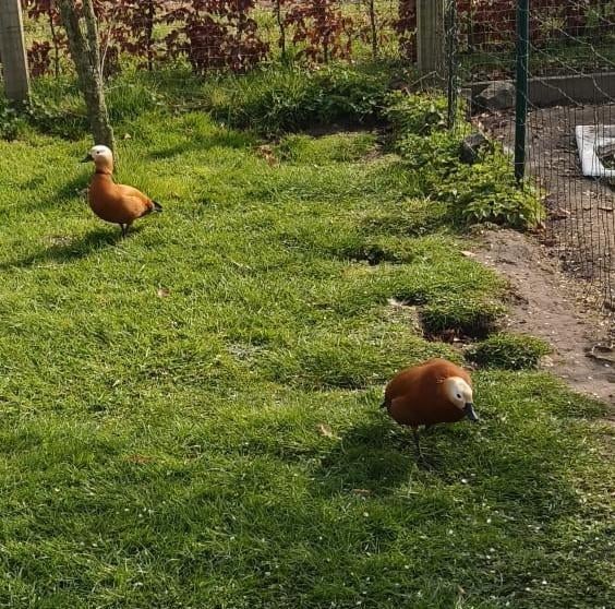 Eenden, Dieren en Toebehoren, Pluimvee