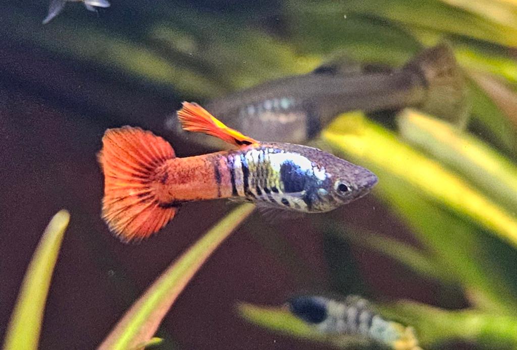 Guppy tigre orange nacrés, Animaux & Accessoires, Poisson, Poisson d'eau douce