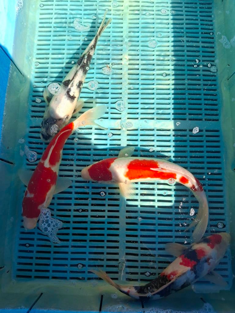 2 jarige koi uit Japan, Dieren en Toebehoren