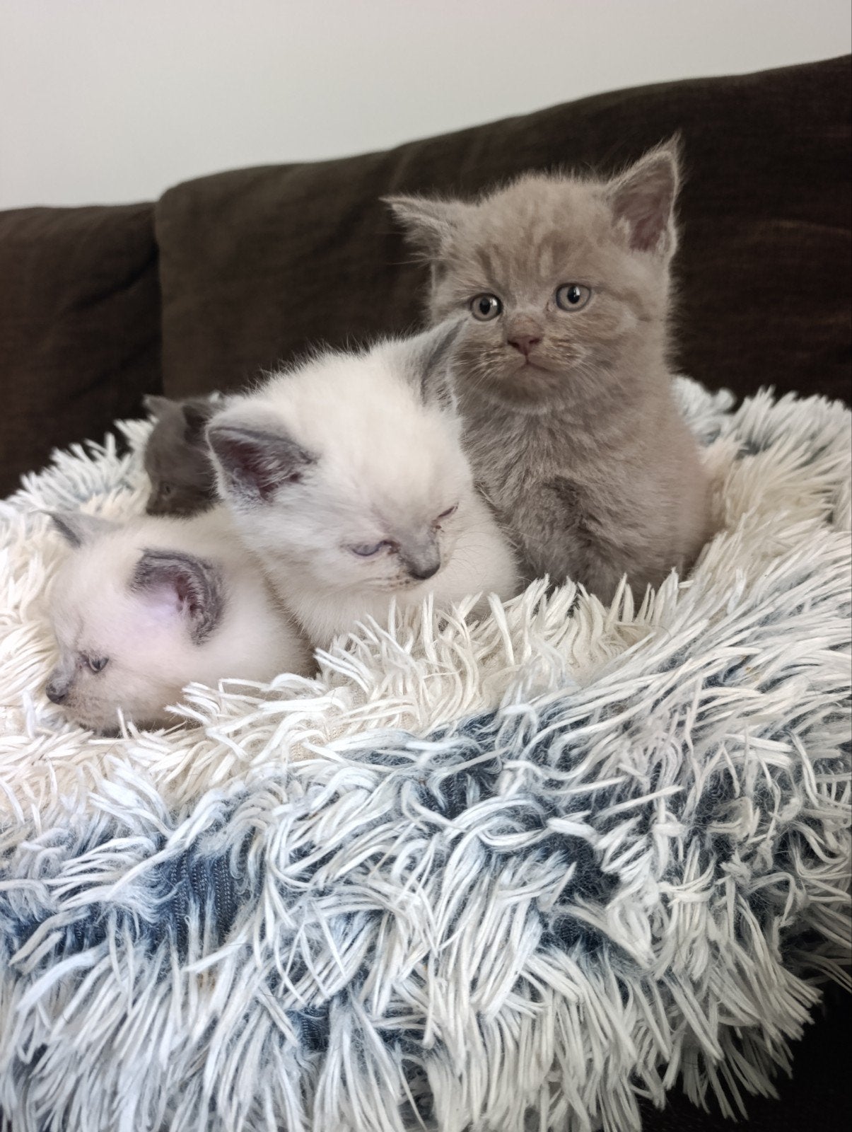 British shorthair, Poes, Ingeënt, 0 tot 2 jaar