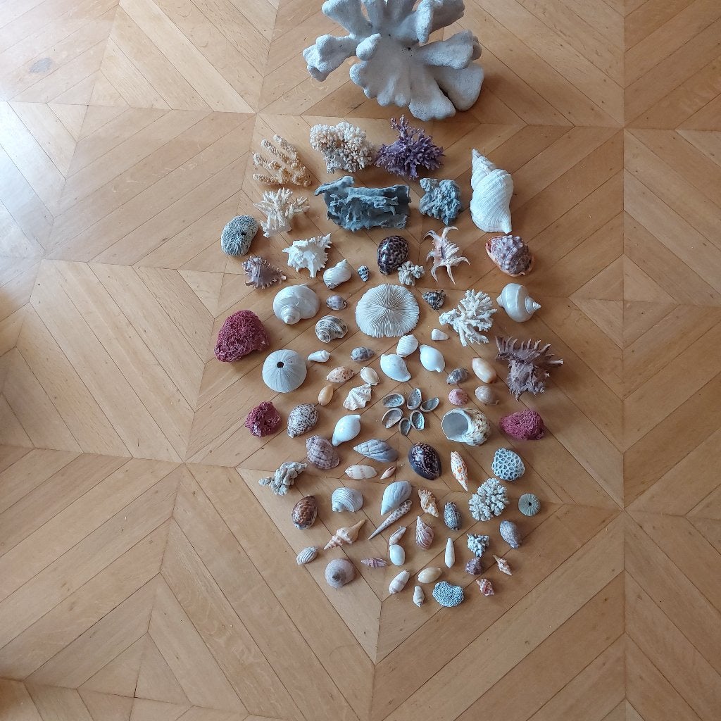 zeeschelp, Verzamelen, Ophalen, Schelp(en)