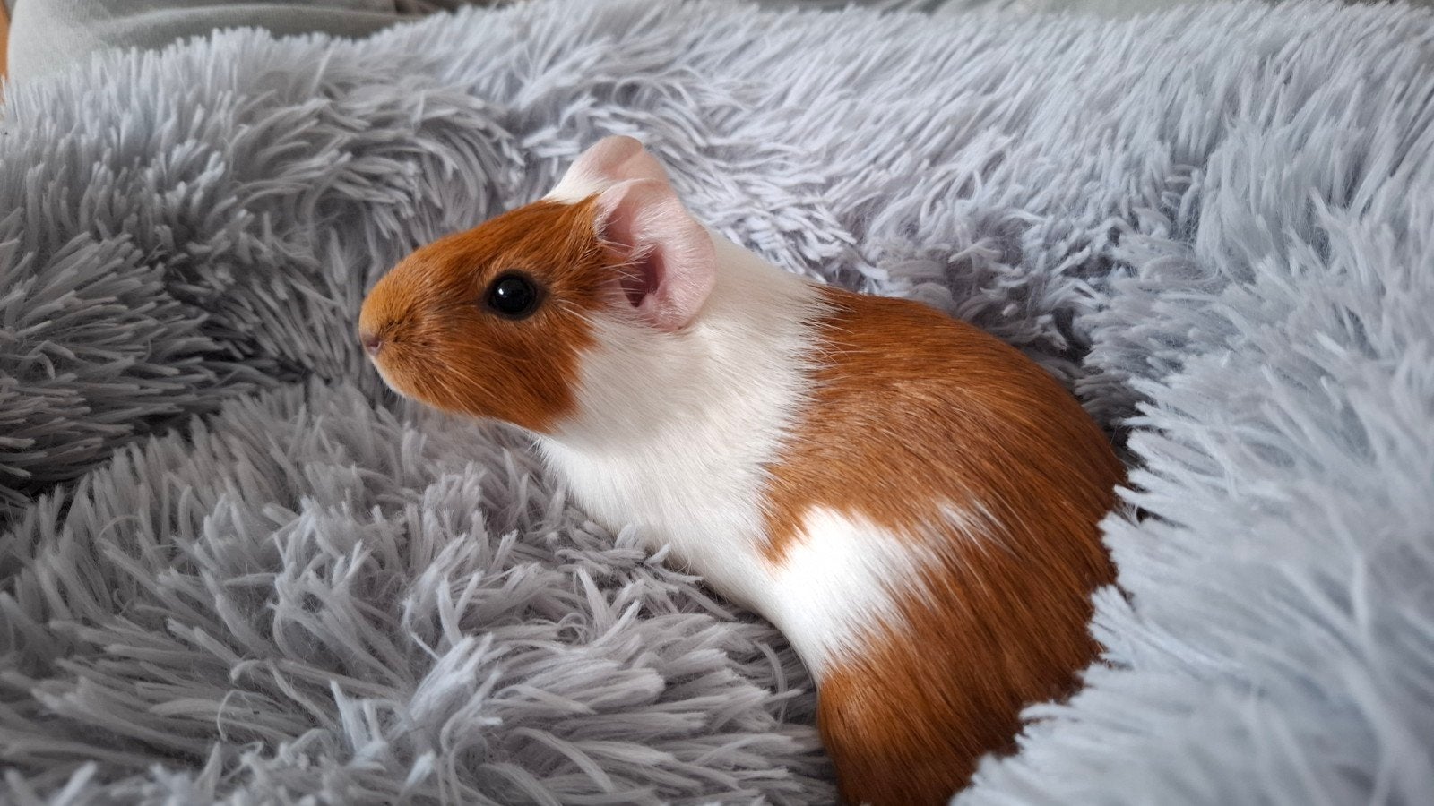 koppel cavia's: beertje en zeugje, Dieren en Toebehoren, Cavia, Juni, Meerdere dieren, Tam