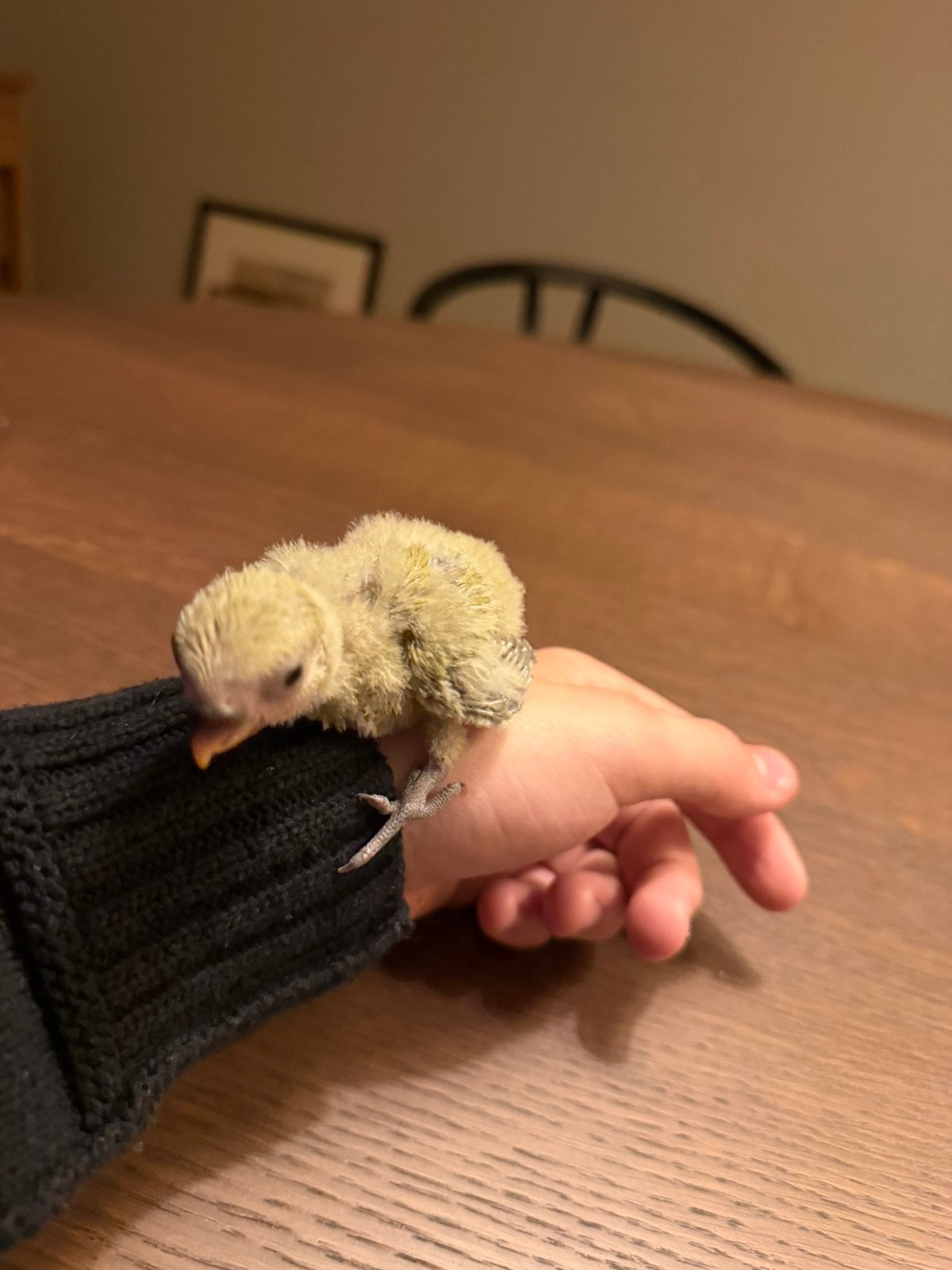 Tame baby dwergpapegaaien beschikbaar, Animaux & Accessoires, Perroquet nain ou Inséparable, Domestique