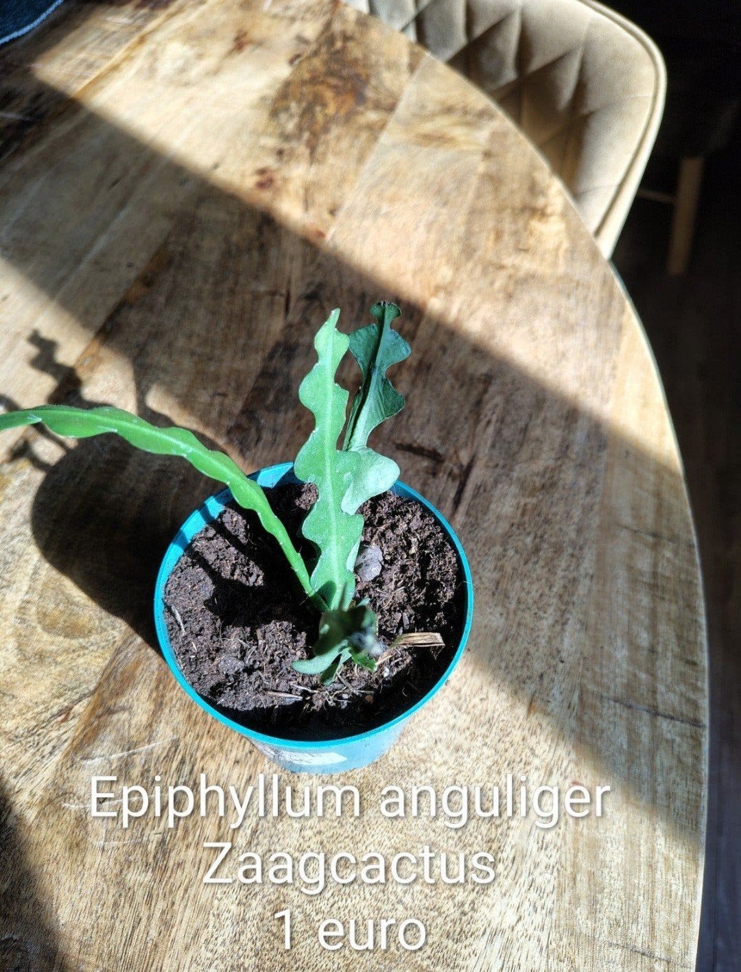 Zaagcactus 1 euro, Ophalen
