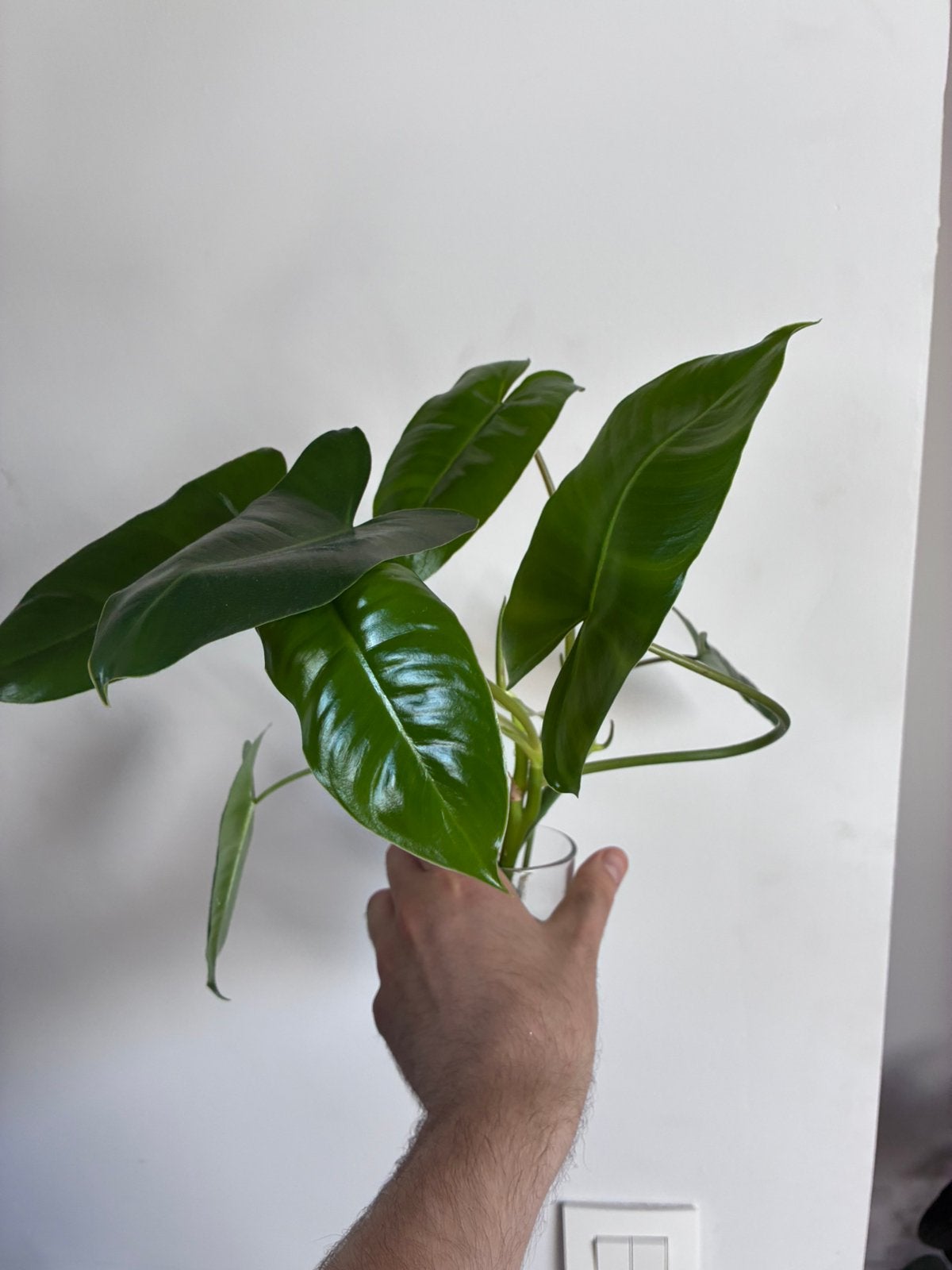 Philodendron burle marx 2 stekken, Ophalen