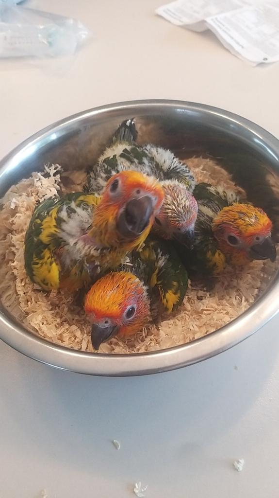 Gezocht papvogels papegaaien / parkieten, Meerdere dieren, Papegaai