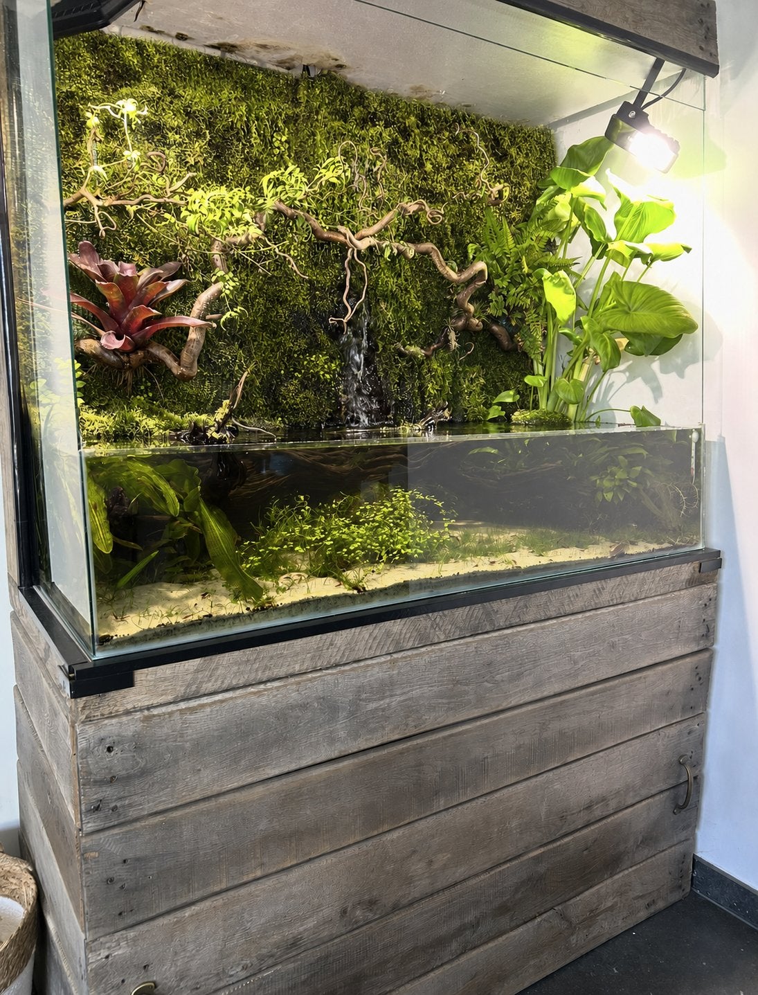 Aquarium/Palludarium - 150 l et 1,2 m avec plantes/crevettes, Enlèvement, Utilisé, Terrarium ou Paludarium