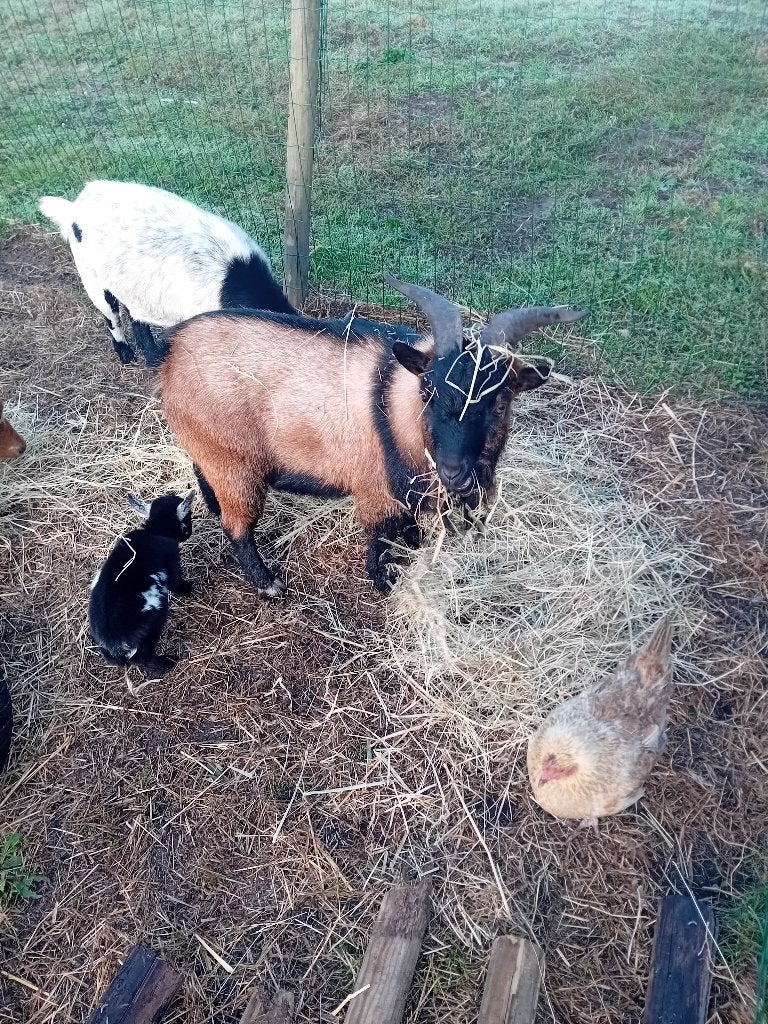 Dwerg geit bok, Dieren en Toebehoren, Mannelijk, Geit, 0 tot 2 jaar