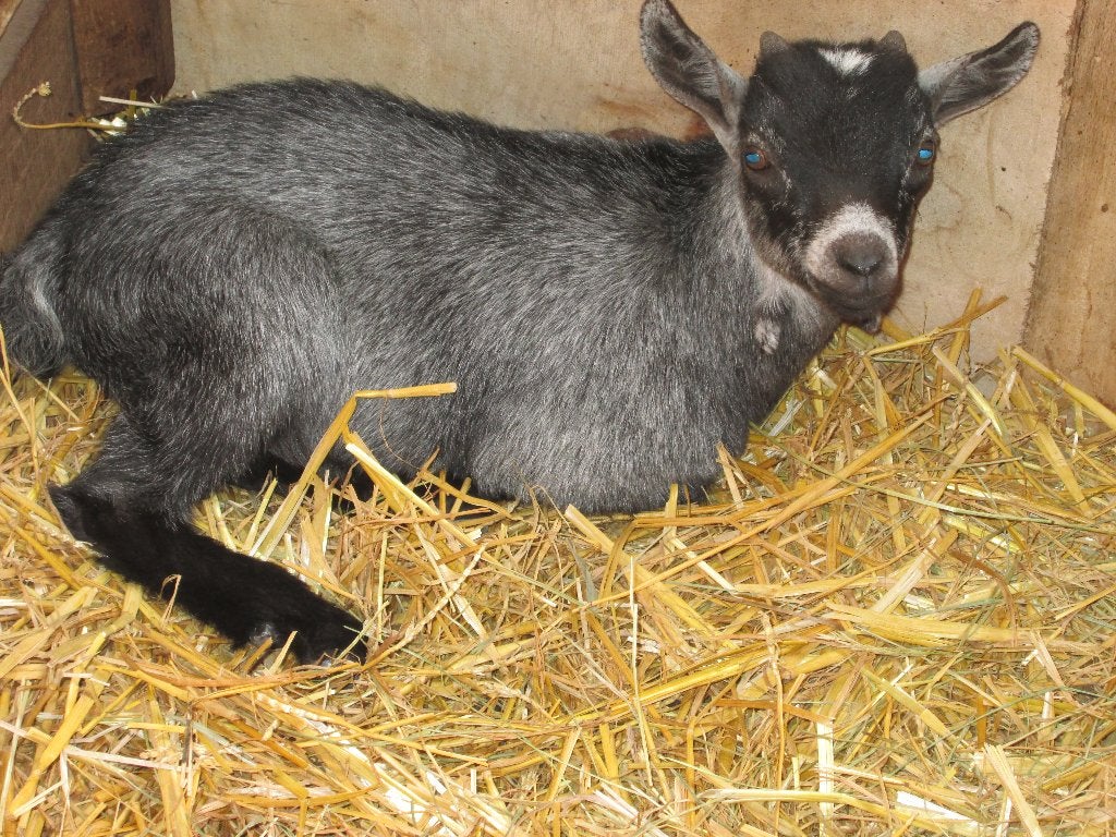 Blauwschimmel bokje van Hoppy, Dieren en Toebehoren, Schapen, Geiten en Varkens, Mannelijk, Geit, 0 tot 2 jaar