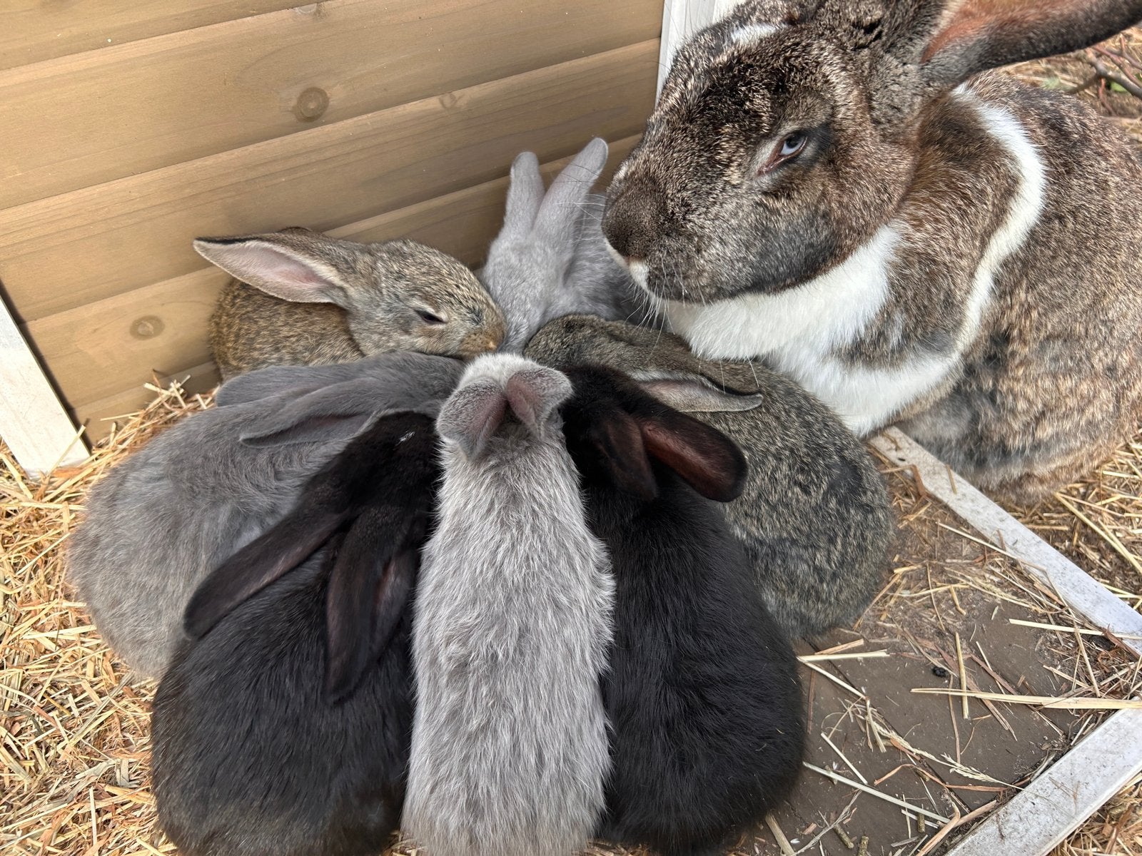Vlaamse reuzen konijn, Dieren en Toebehoren, Konijnen, Meerdere dieren, Groot, 0 tot 2 jaar