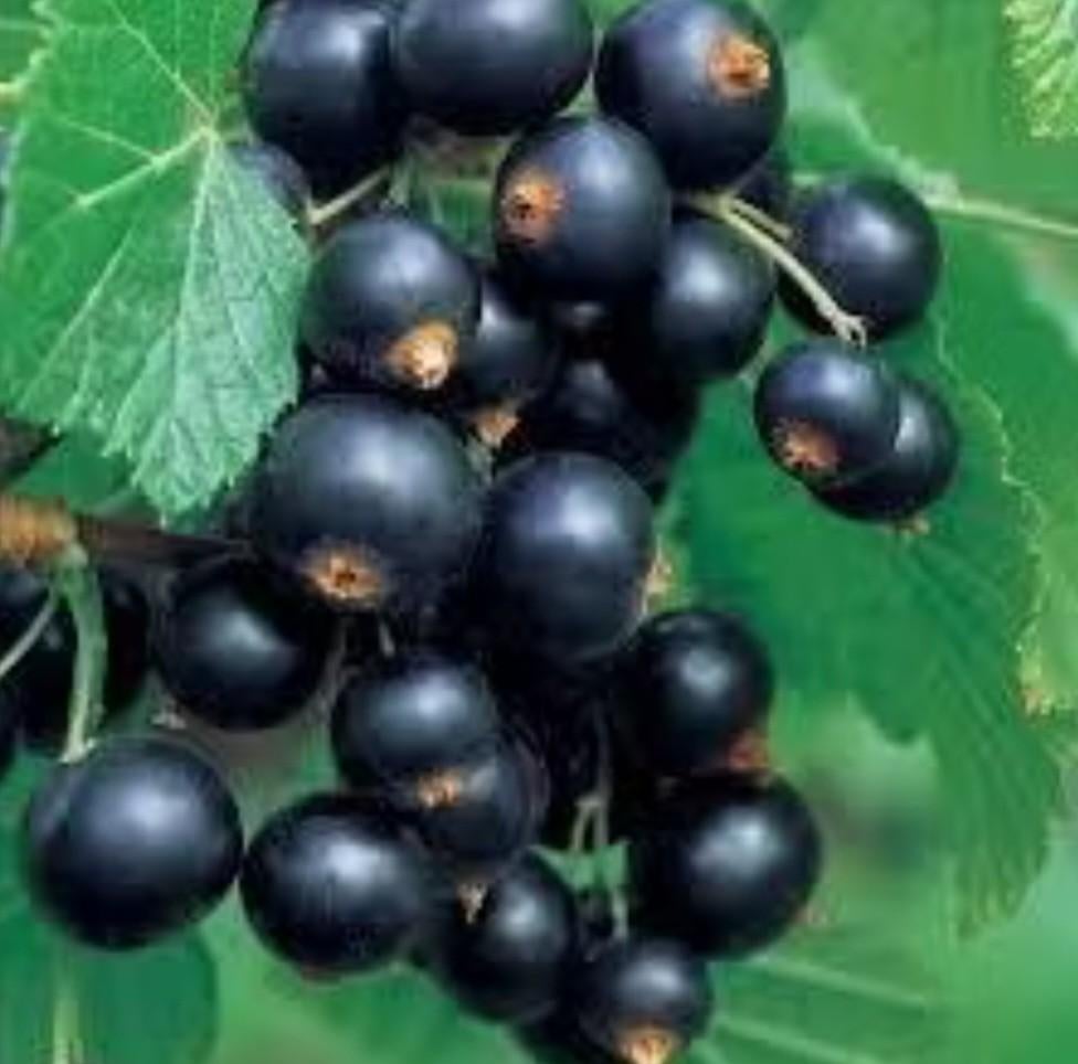 Cassis, Tuin en Terras, Bloembollen en Zaden, Ophalen