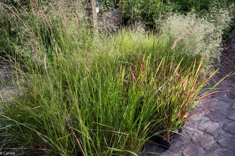 siergrassen, Tuin en Terras, Ophalen, Zomer, Vaste plant, Siergrassen