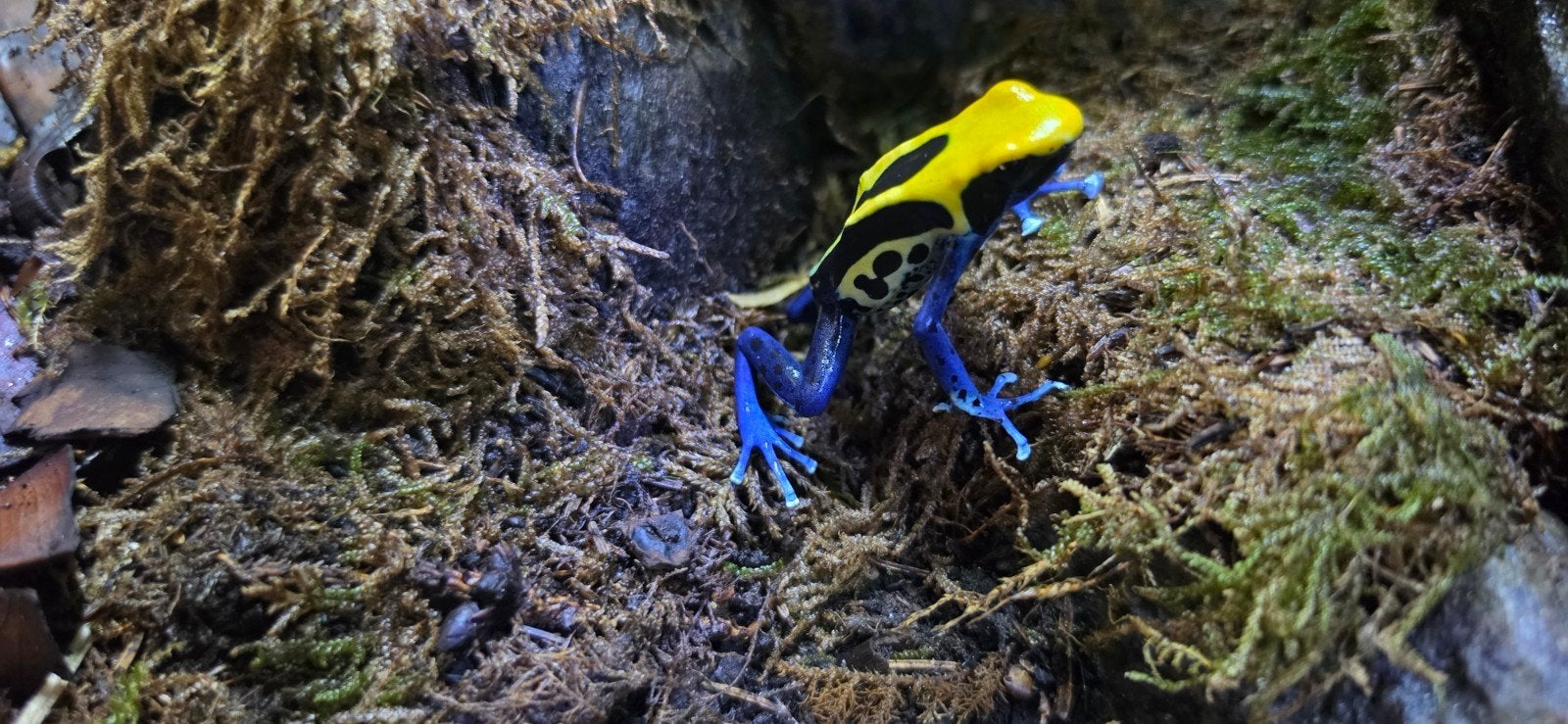 tinctorius Brasil, Dieren en Toebehoren