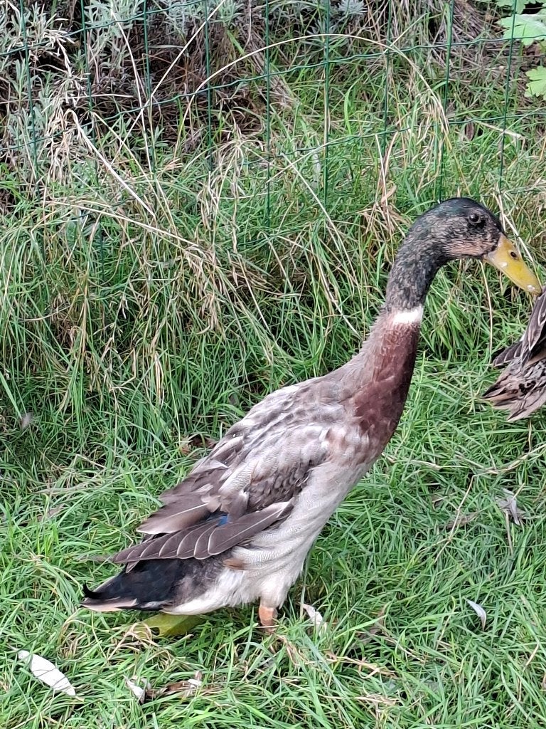 Loopeend mannetje, Dieren en Toebehoren, Mannelijk, Eend