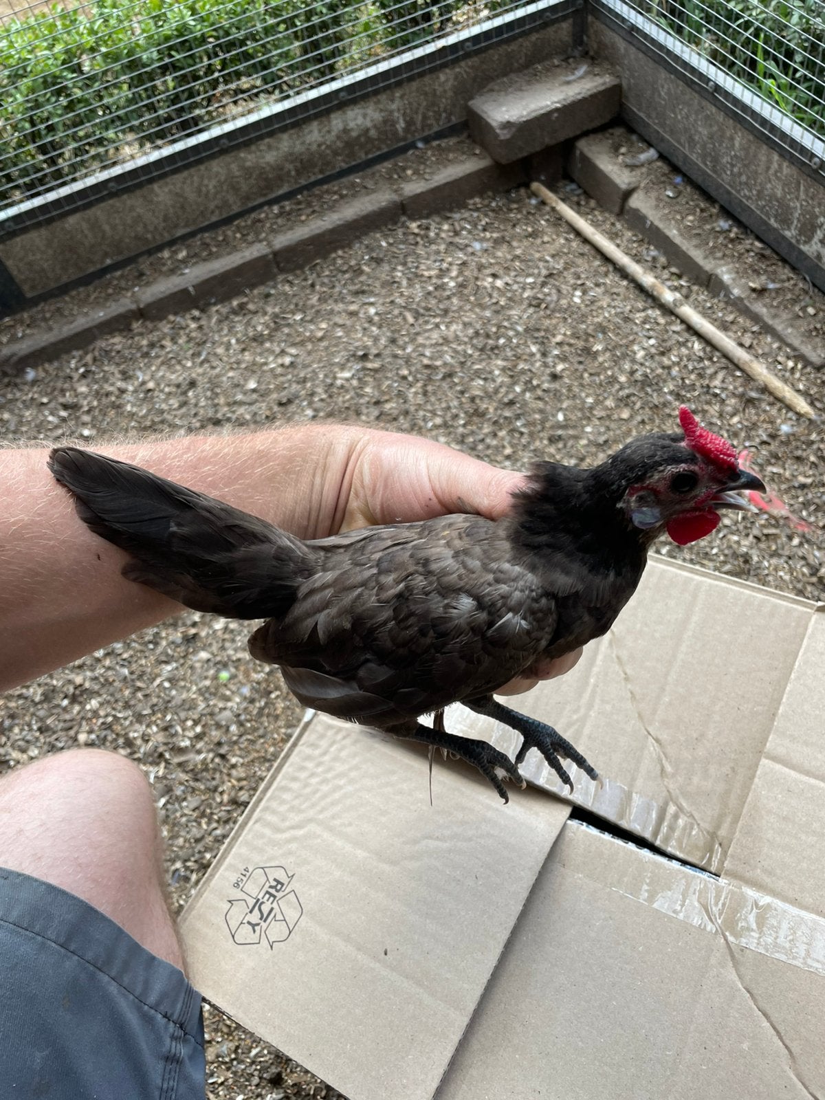 Java kriel, Dieren en Toebehoren