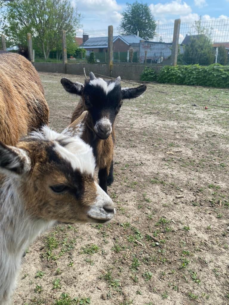 Dwerg geitjes, Dieren en Toebehoren, Schapen, Geiten en Varkens, Meerdere dieren, Geit, 0 tot 2 jaar