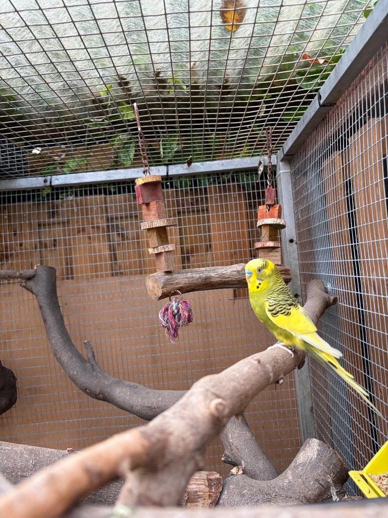 Grasparkieten en valkparkiet, Meerdere dieren, Parkiet