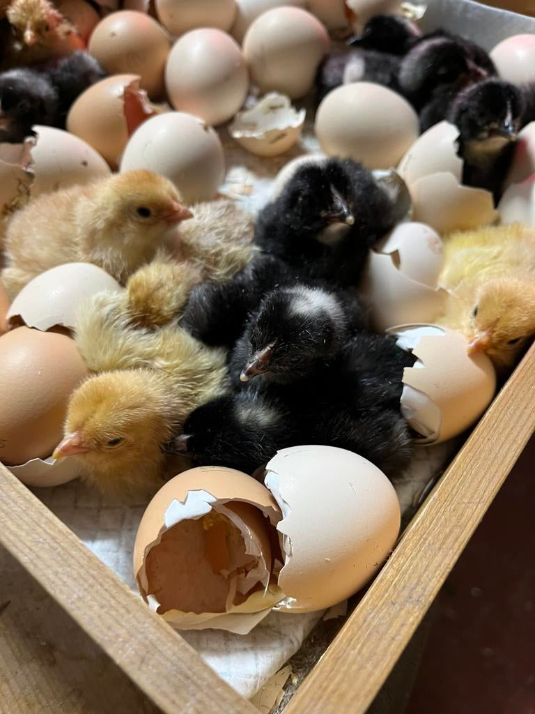 Eendagskuikens mechelse koekoek en brahma, Dieren en Toebehoren, Geslacht onbekend