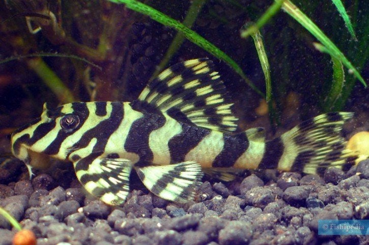 Peckoltia compact 8 cm