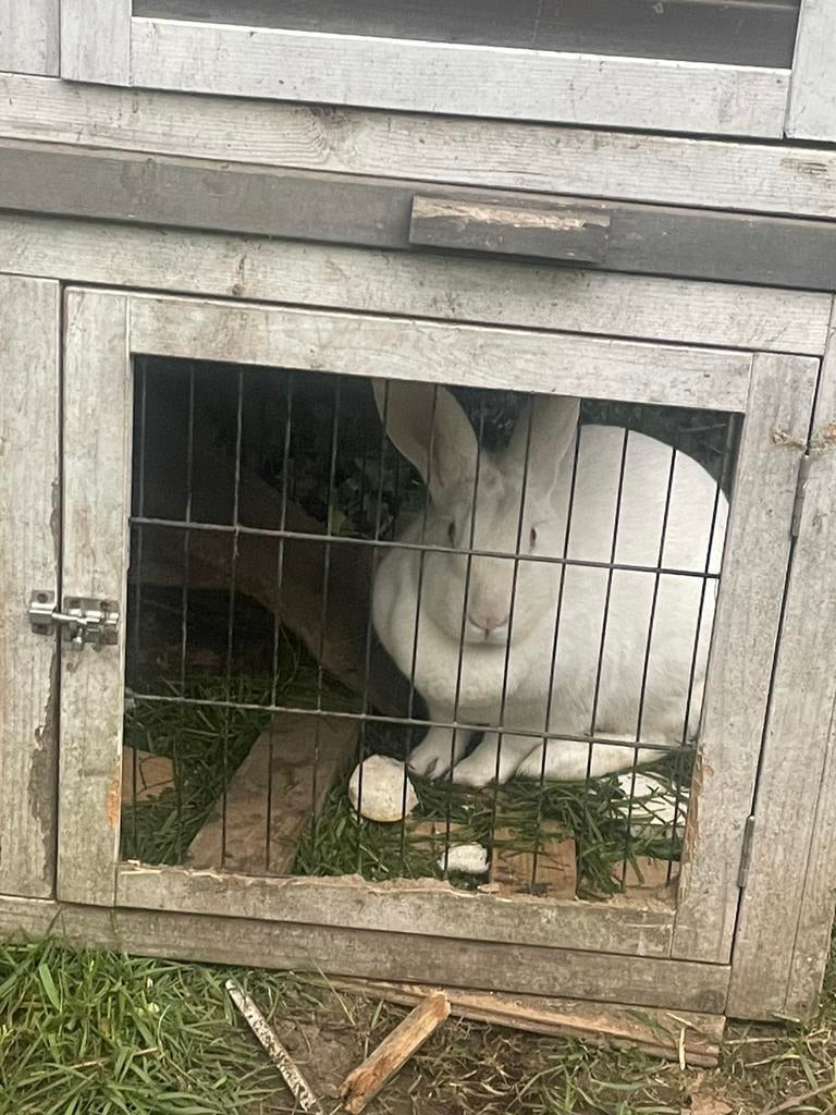 Witte konijntje, Dieren en Toebehoren, Konijnen, Middelgroot, 0 tot 2 jaar