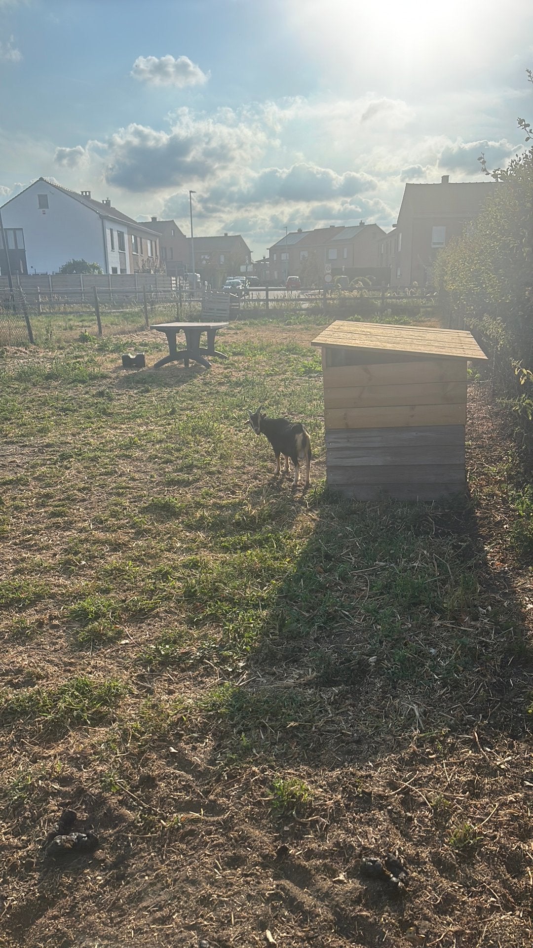 Geiten te koop, Dieren en Toebehoren, Stalling en Weidegang