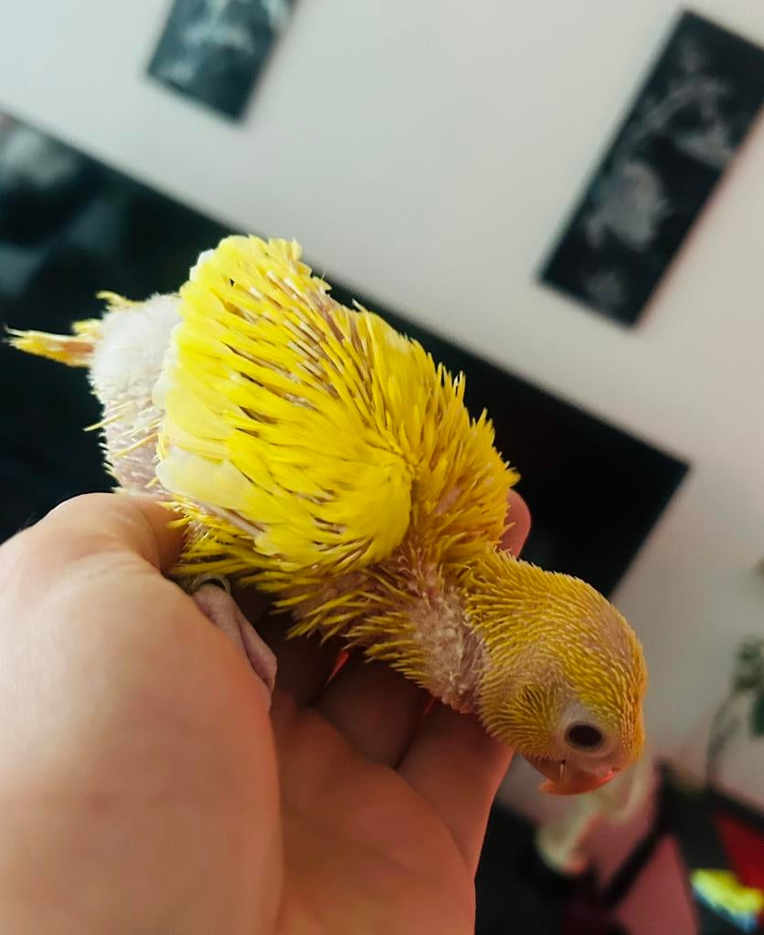 Handtamme Baby Halsbandparkieten, Dieren en Toebehoren, Geslacht onbekend, Geringd