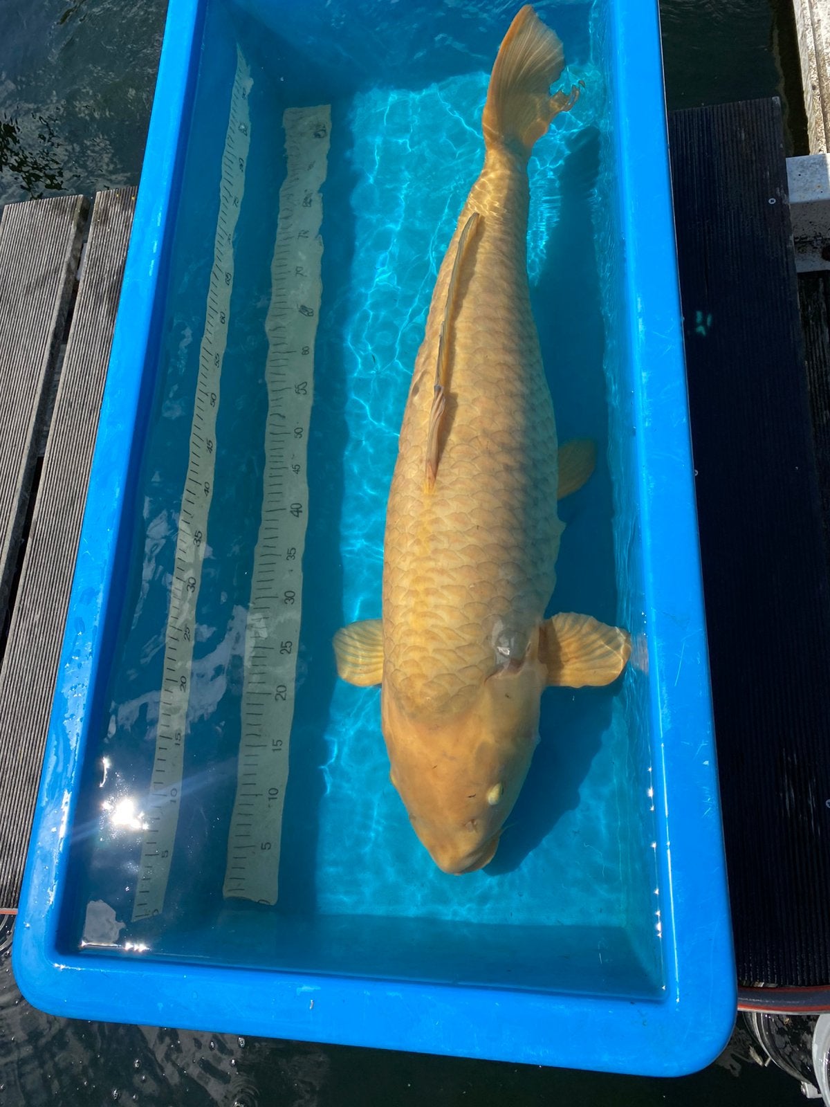 Jumbo Karashigoi 85cm (Japanse Koi), Dieren en Toebehoren, Karper of Koi