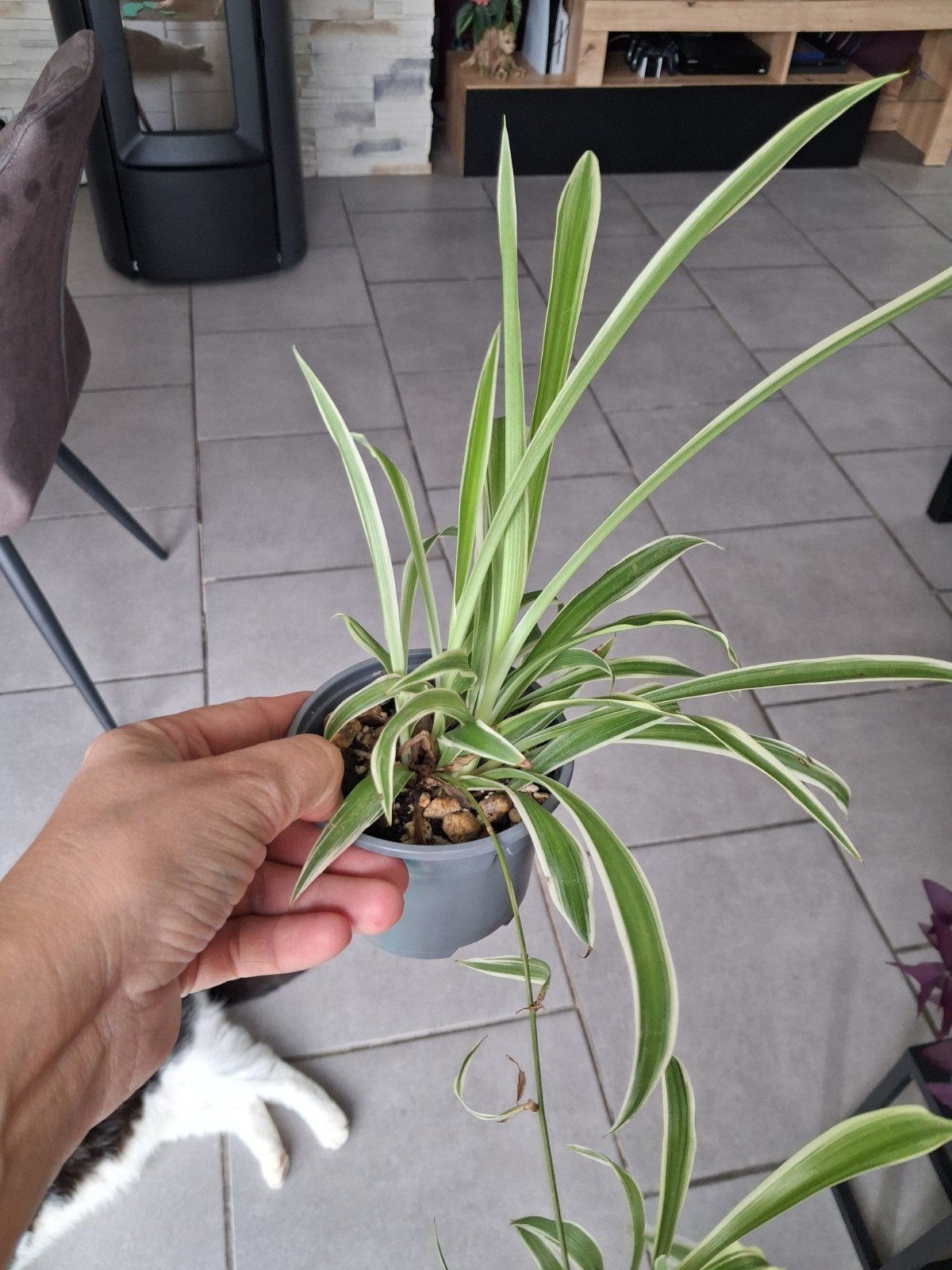 Chlorophytum, Maison & Meubles, Plantes d'intérieur, Autres espèces, En pot, Enlèvement ou Envoi, Moins de 100 cm