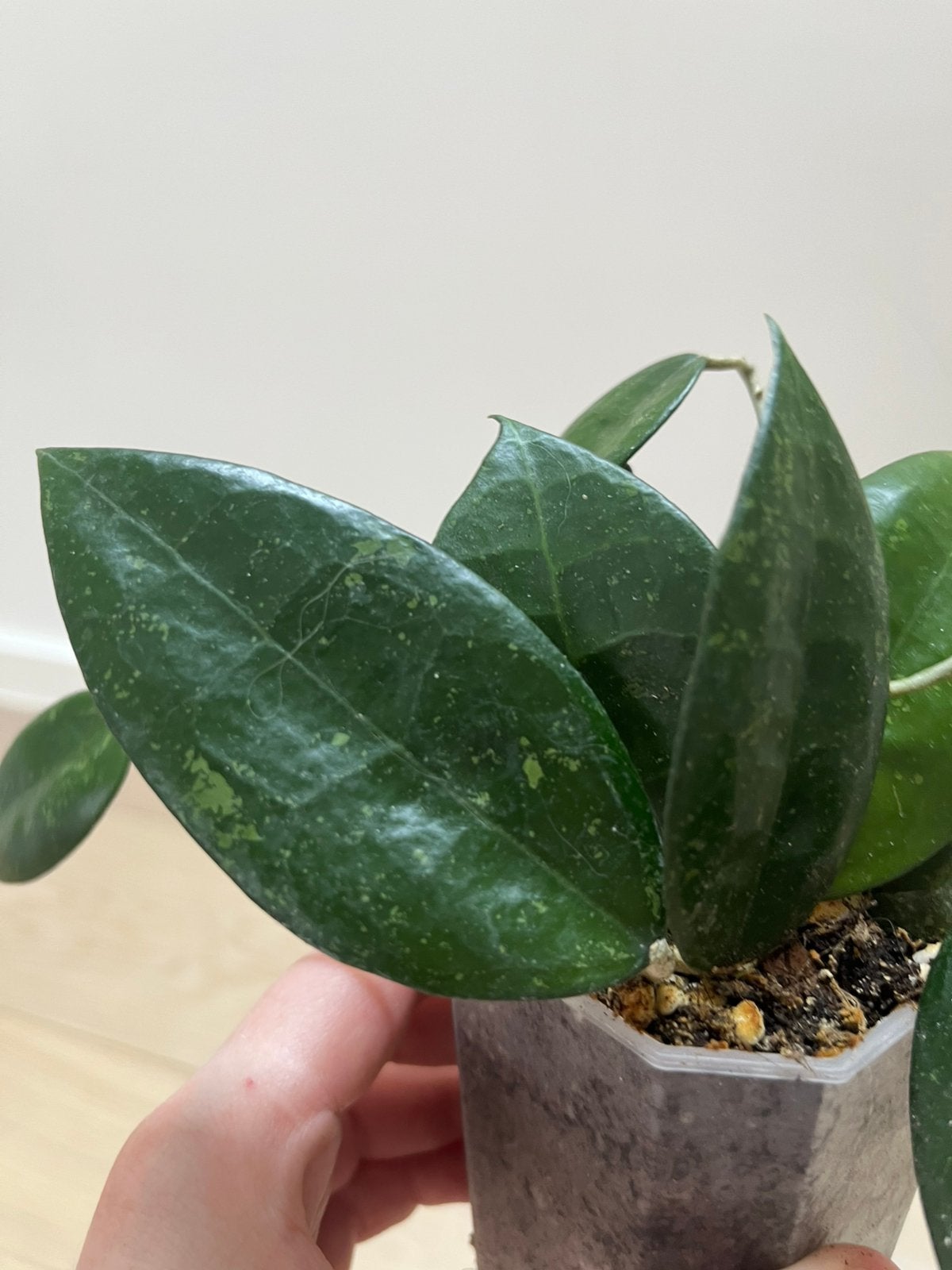 Hoya Black Margin Splash, Maison & Meubles, Plantes d'intérieur, Envoi