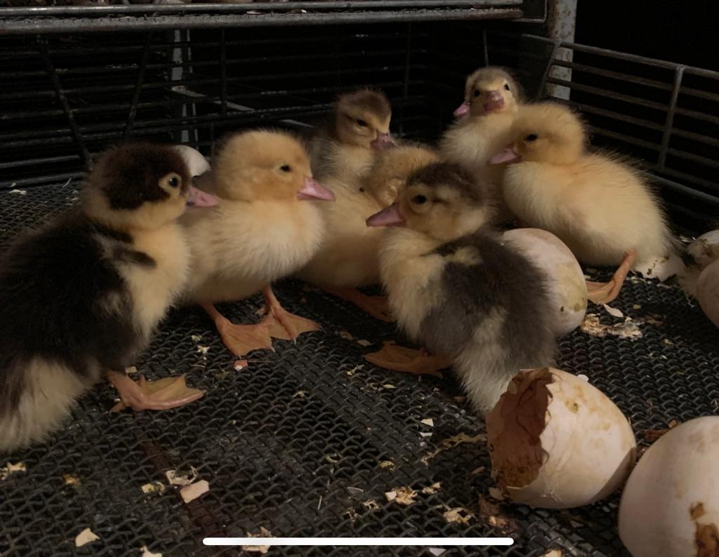 Poussins de canard